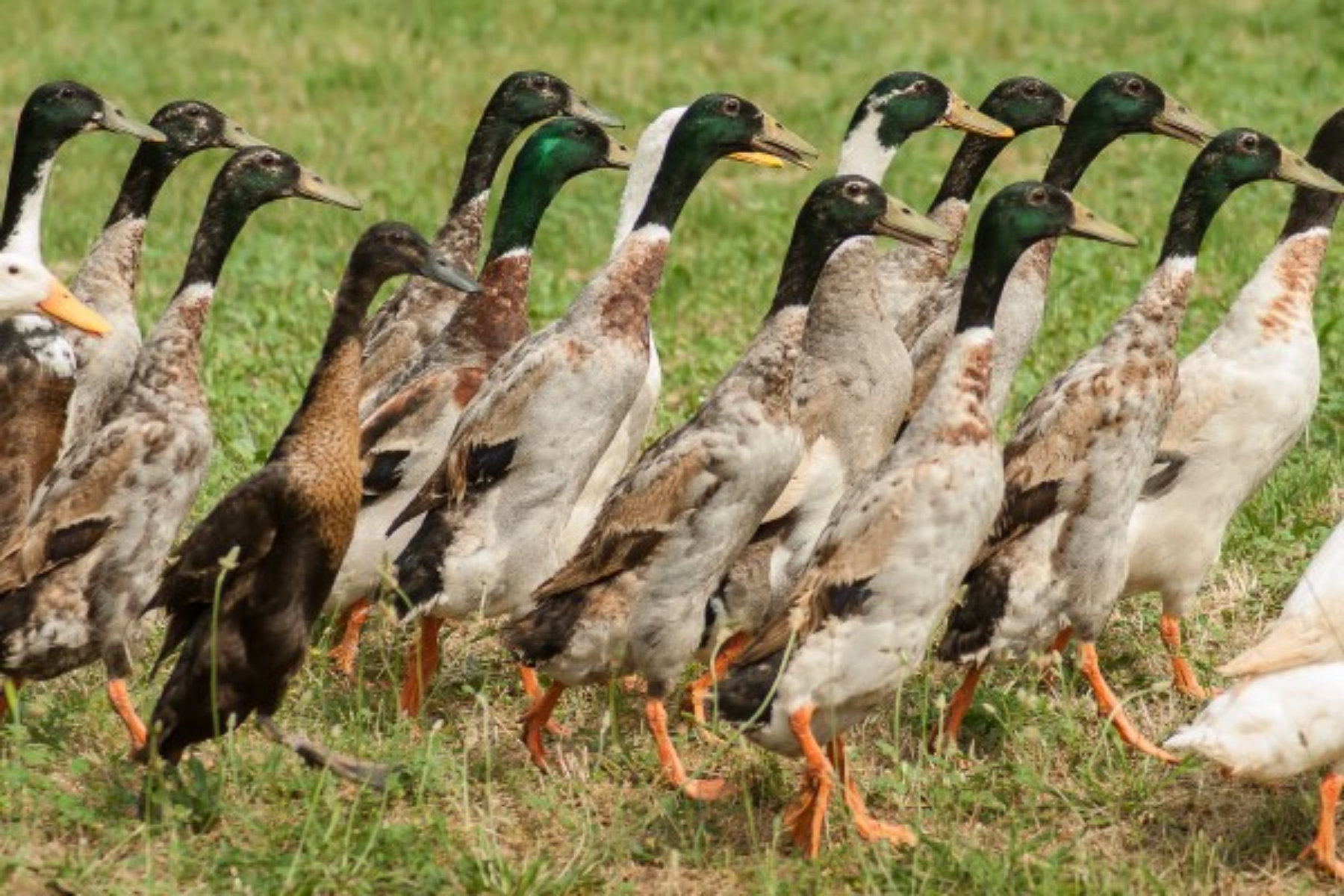 Breed Profile: Indian Runner Duck